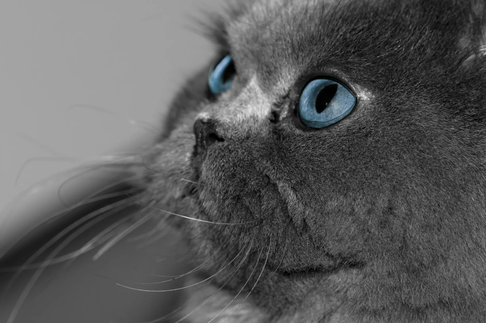 Серый кот с голубыми глазами. Британец кот с голубыми глазами. Серые коты с голубыми глазами. Обои на рабочий стол коты.