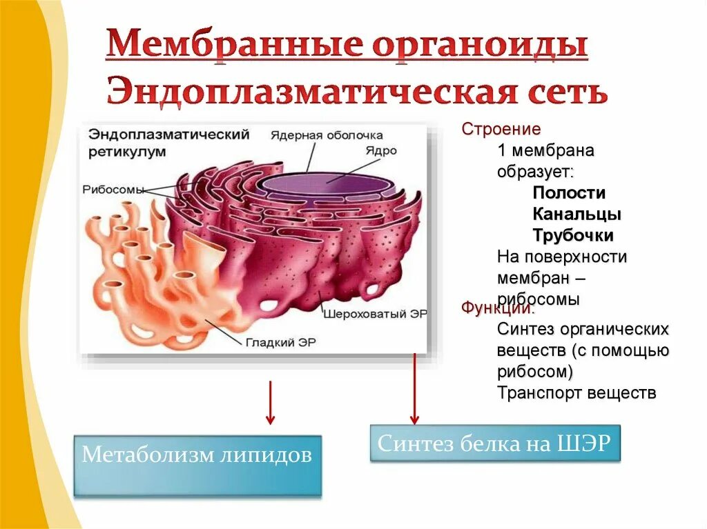Выполняемые функции эндоплазматической сети. Мембранные органоиды. Мембранные органоиды клетки. Строение органоидов.