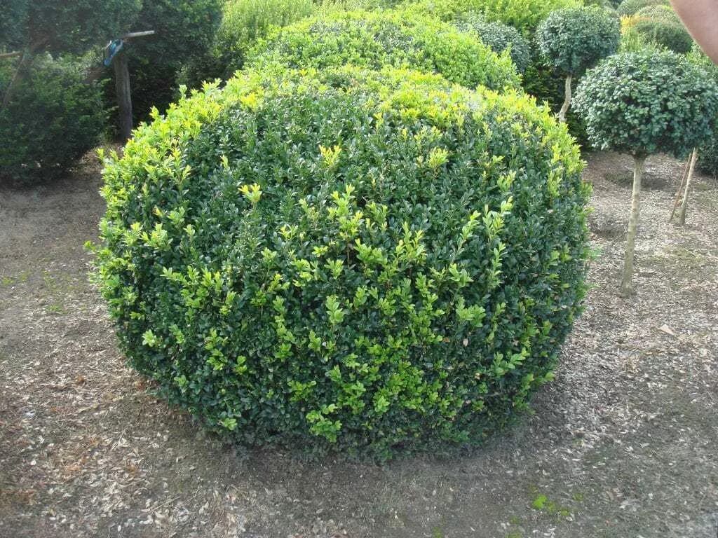 название вечнозеленых кустарников. самшит вечнозеленый блауэр хайнц. вечнозелёный самшит (буксус) живая изгородь. самшит бересклет. название вечнозеленых кустарников.