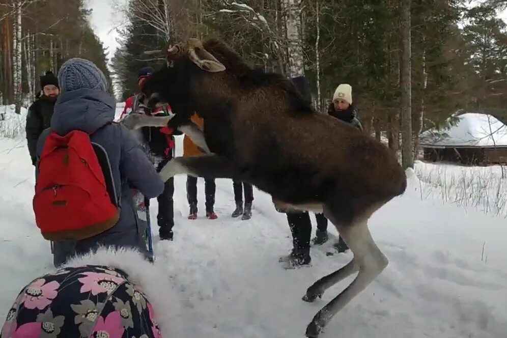 Новости лосей. Огромный Лось.