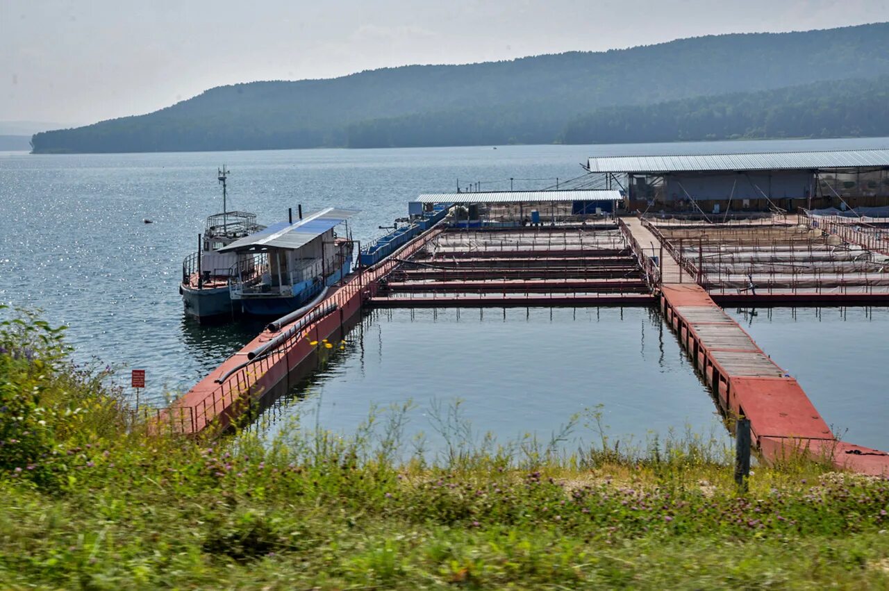 Погода на неделю приморск красноярский. Красноярское водохранилище Приморск. Приморск Енисей. Поселок Приморск Красноярский край. Балахта Приморск.