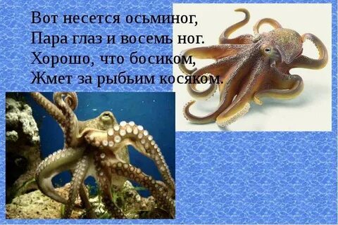 Ответы осьминог