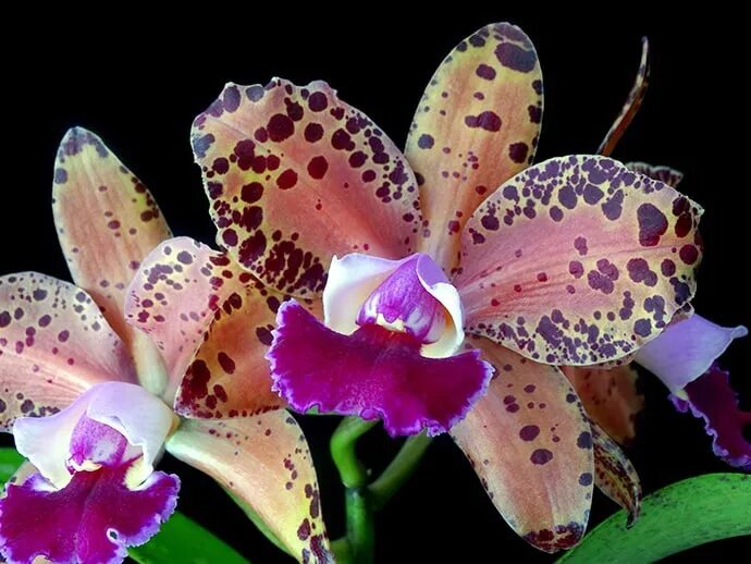 Phalaenopsis ld gigan sun. Фаленопсис mituo sun. Крем для рук clinic derm nydration complex. Каттлея durigan iris. Орхидея бабочка легенда.