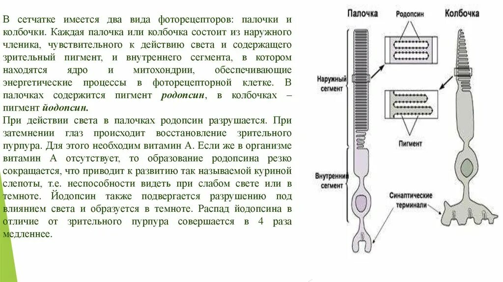 Палочки и колбочки сетчатки строение. Строение глаза колбочки и палочки. Зрительный анализатор палочки и колбочки. Строение сетчатки фоторецепторы.