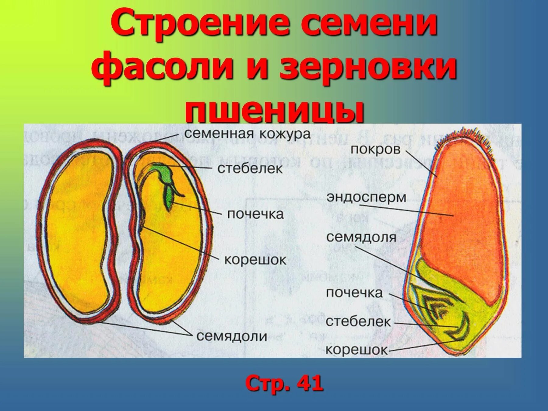 Из каких клеток образуется семенная кожура. Строение семени семенная кожура зародыш эндосперм. Семя пшеницы семенная кожура эндосперм. Корешок эндосперм семенная кожура семядоля. Строение семени фасоли эндосперм.