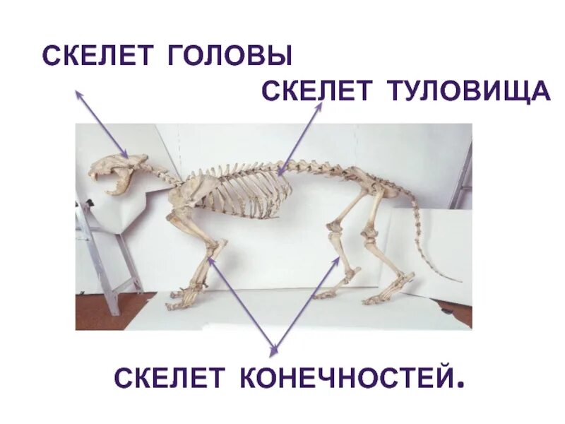 Анатомия опорно двигательная система скелет. Отделы внутреннего скелета. Скелет туловища млекопитающих. Скелет головы туловища и конечностей. Опорно двигательная система млекопитающих 7 класс