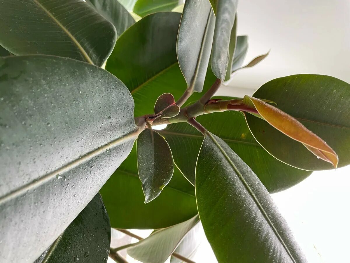 Фикус рязань. Фикус каучуконосный. Фикус каучуконосный Мелани. Ficus auriculata (фикус). Фикус каучуконосный Вариегата.