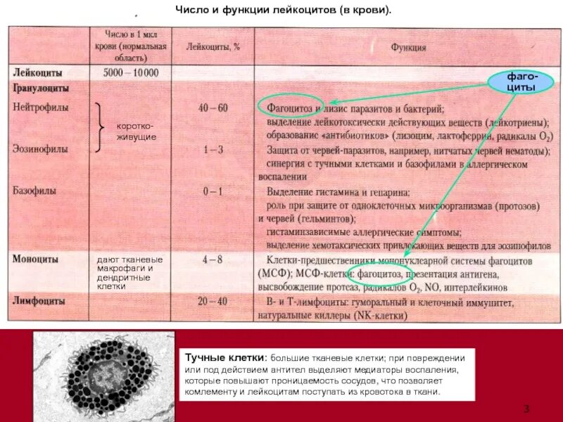 1 функции лейкоцитов. Число и функции лейкоцитов. количество лейкоцитов и их функция. функции лейкоцитов в крови. лейкоциты количество функции.