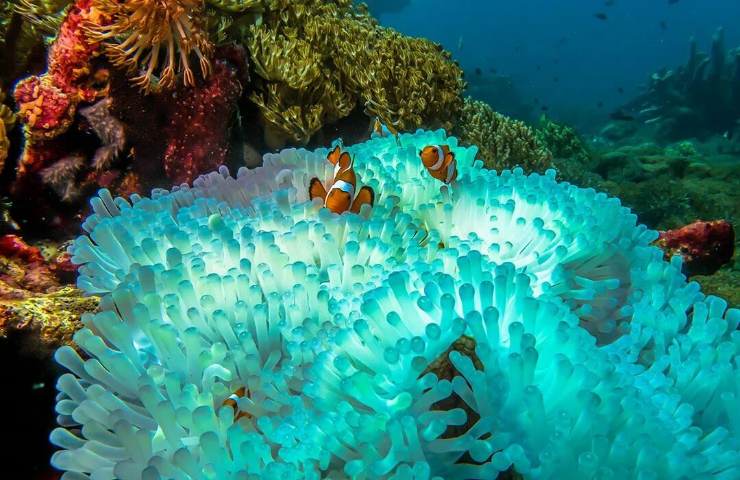 Great barrier reef corals. Атлантический океан коралловый риф. Барьерный риф кораллы. Большой Барьерный риф коралловые полипы. Коралловые полипы в индийском океане.