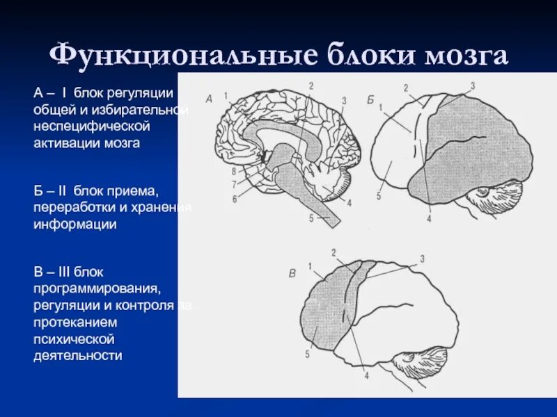 Нарушения блоков мозга. Блоки мозга нейропсихология 3 блок. Структура головного мозга Лурия. 1 Блок мозга по Лурия. Лурия нейропсихология третий блок мозга.