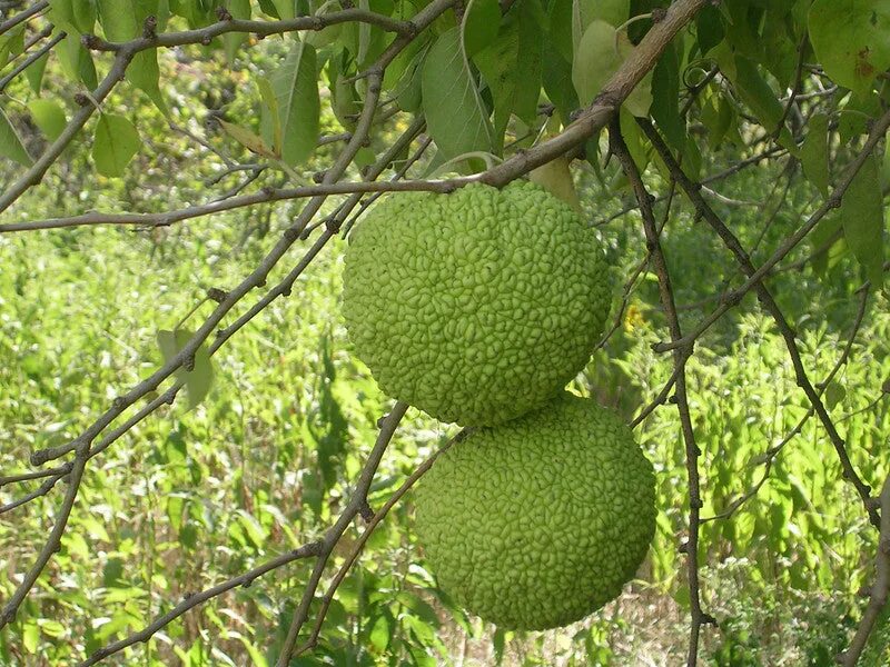 Какое адамово яблоко. Osage Orange дерево. Адамово дерево плоды. Маклюра оранжевая. Маклюра оранжевая дерево.