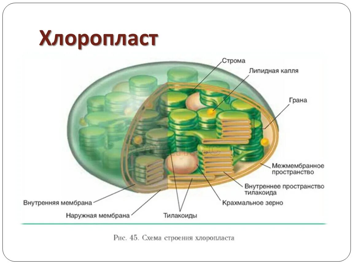 Компонентов хлоропластов. Строение хлоропласта растительной клетки. Схема строения хлоропласта. Матрикс хлоропласта. Хлоропласты растительной клетки строение и функции.