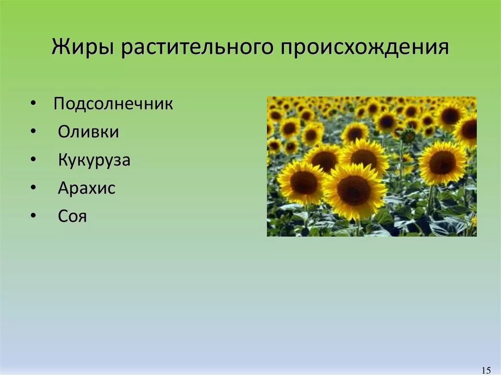 Примеры растительного происхождения. Жиры растительного происхождения. Жиры ратсительногопроисхождения. Растительные жиры в растениях. Жиры растительного происхождения применение.