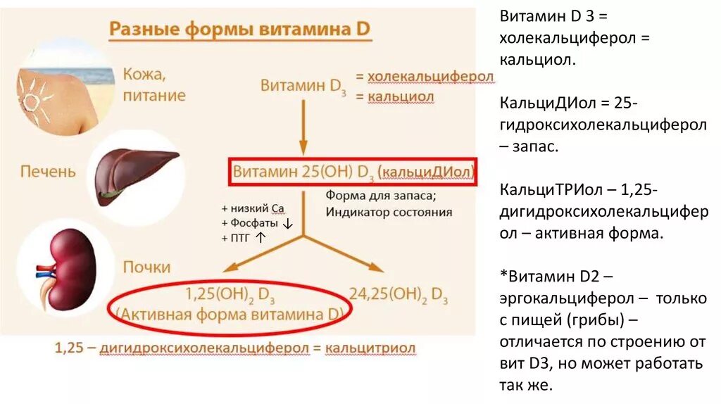 В печени много витамина. Метаболизм витамина д3. Метаболизм витамина d3. Холекальциферол → 25-гидроксихолекальциферол. Метаболизм витамина д в почках.