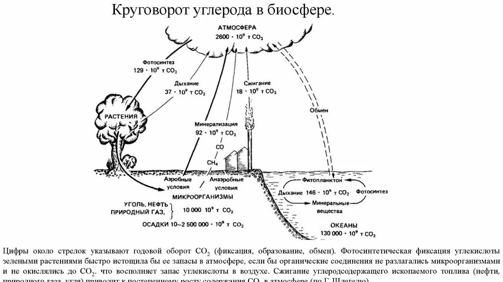 Этап круговорота углерода в биосфере. Круговорот веществ углерода схема. Круговорот углерода в биосфере схема. Круговорот углерода в биосфере схема 11 класс. Круговорот углерода в биосфере биология 9 класс.