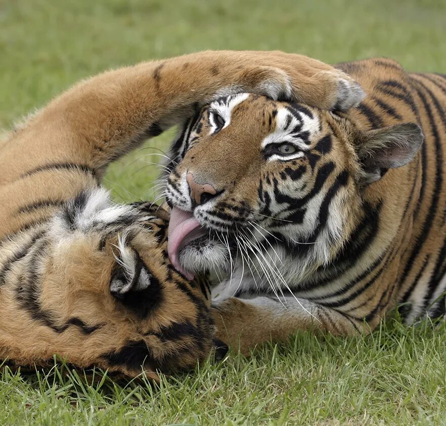 Укус тигра. Влюбленные тигры. Тигрица. Тигры любовь. Нежный тигр.