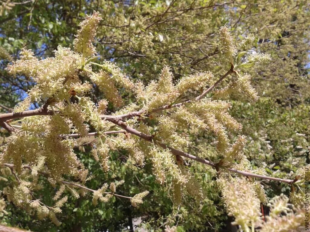 как цветет шелковица. шелковица геншин. шелковица цветение. шелковица морус альба. как цветет шелковица.