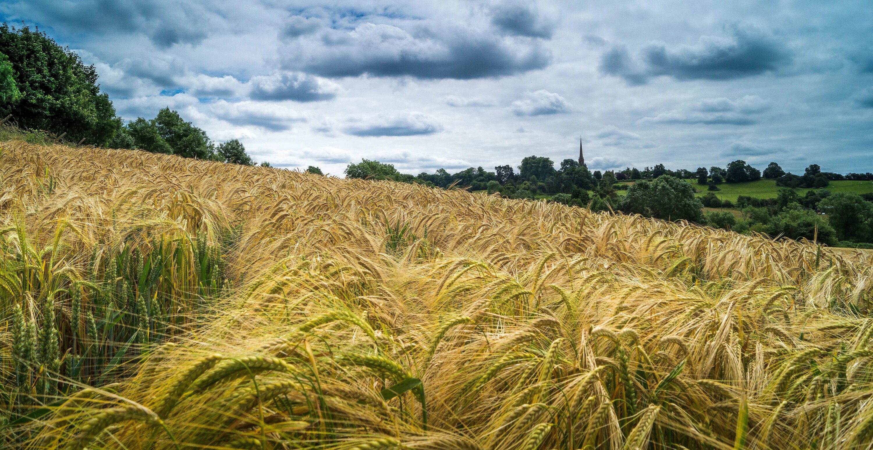 Тетрадь сельское хозяйство. Сельское хозяйство. Поля пшеницы Кубани. Поле пшеницы панорама. Пшеница панорама.