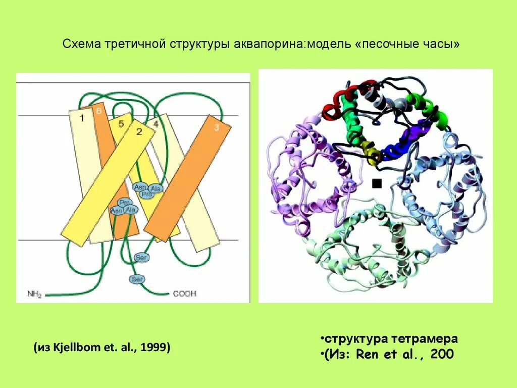 Устойчивость третичной структуры обеспечивается