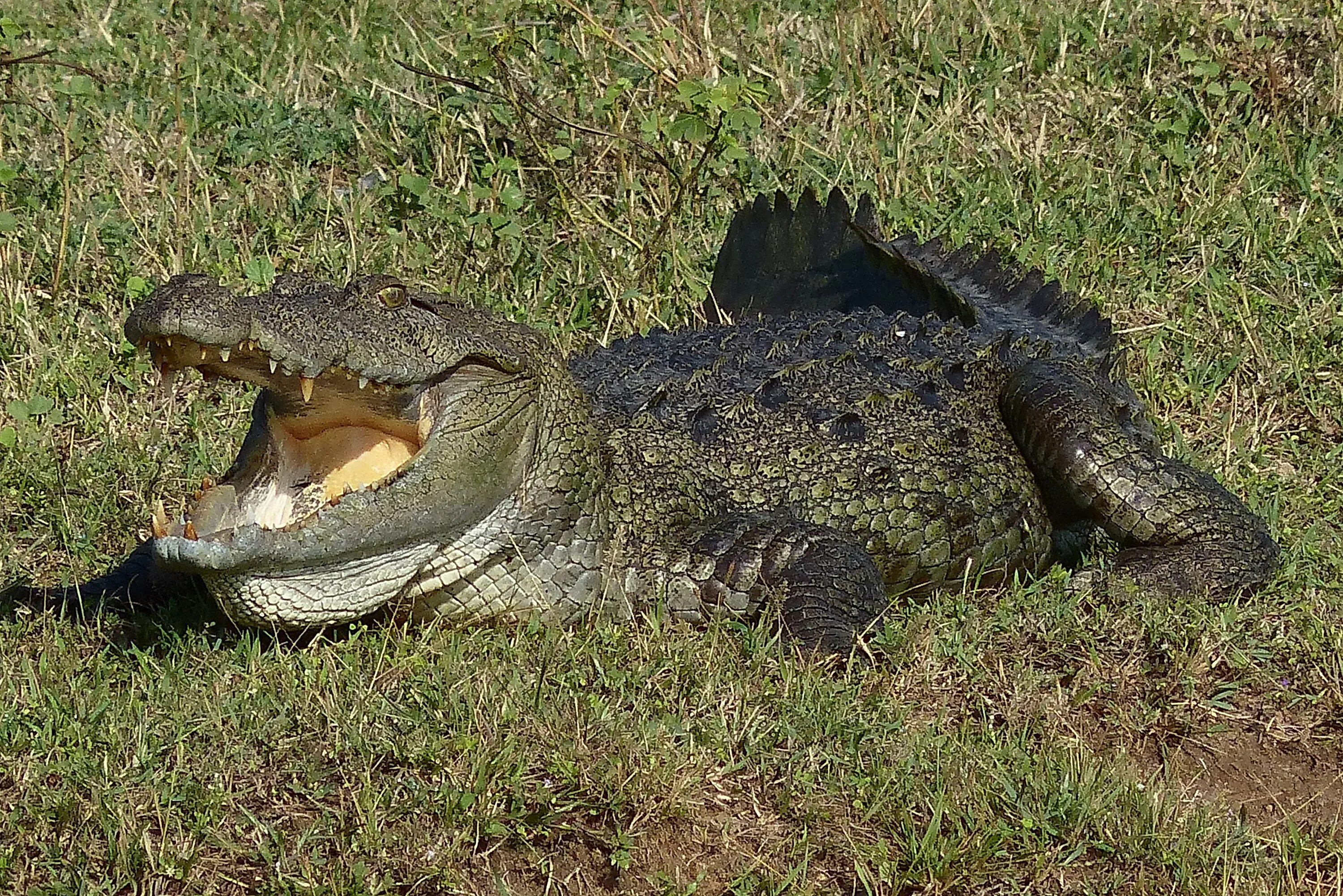 Крокодилы на шри ланке. Шри Ланка Яла парк крокодилы. Гребнистый крокодил Шри Ланка. Болотный крокодил Шри Ланка.