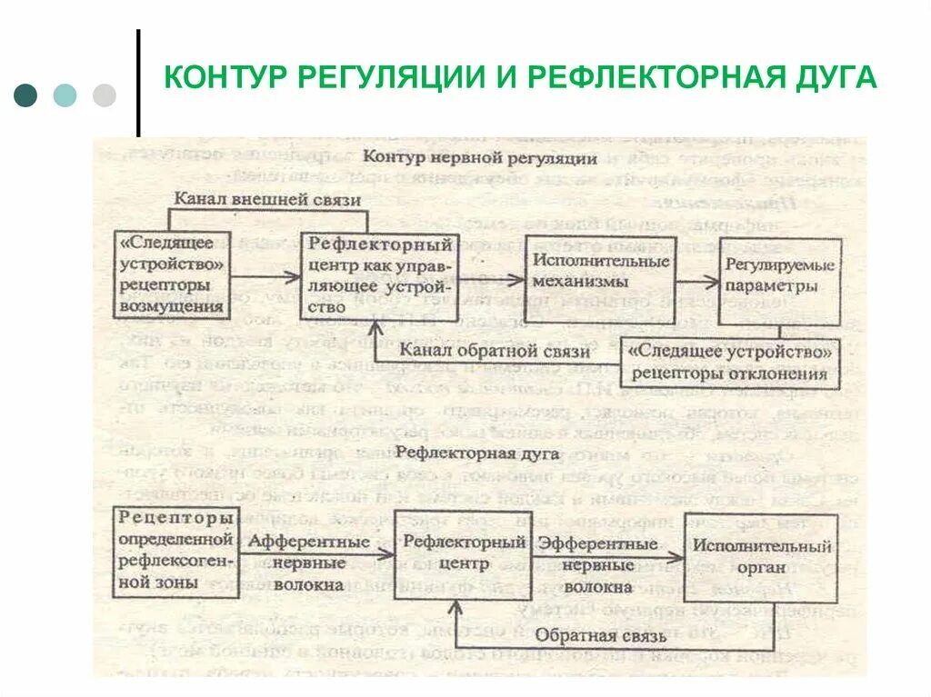 Рефлекторная деятельность нервной системы 8 класс. Механизм работы нервной системы. Механизмы рефлекторной деятельности. Рефлекторный механизм деятельности ЦНС. Прямые и обратные связи рефлекторной деятельности.