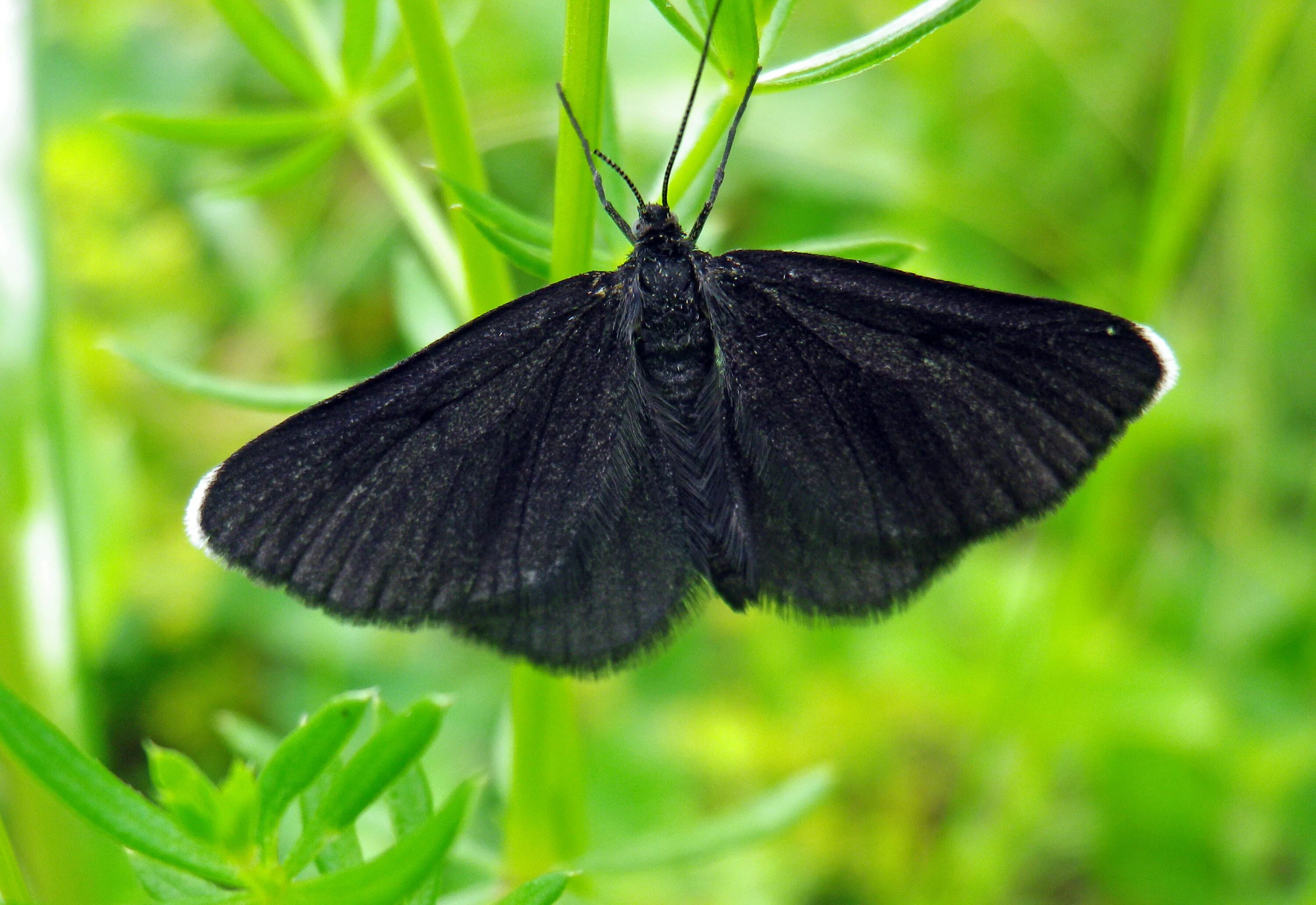 Черные ночные бабочки. Бабочка черная. Черный мотылек. Черная ночная бабочка. Маленькая черная бабочка.