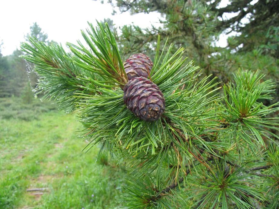 Хвойные орехи. Сосна Сибирская кедр Сибирский. Сосна Кедровая Pinus sibirica. Сосной сибирской (Pinus sibirica). Кедр Сибирский Pinus sibirica.