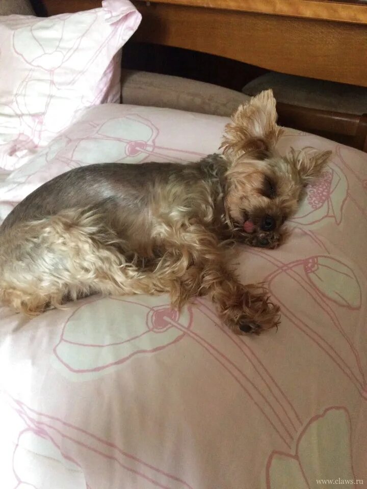 живот йорка