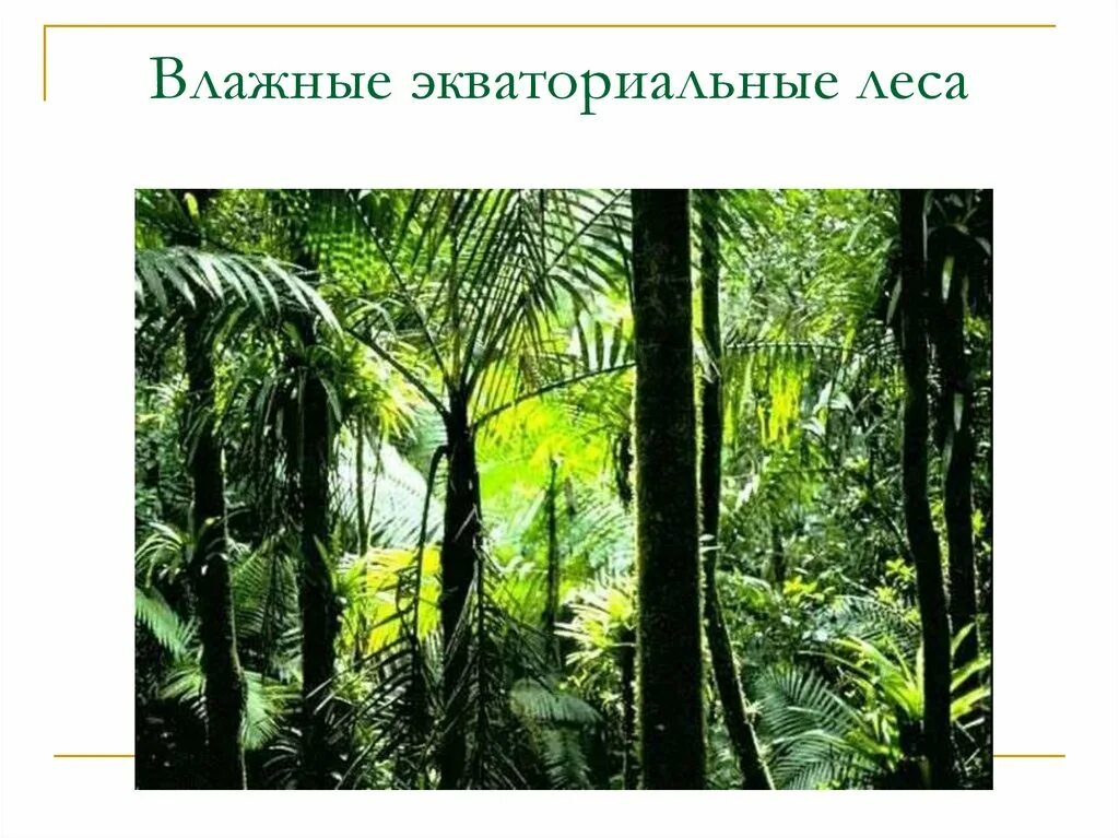 Какую площадь занимают экваториальные леса. Гибискус зона влажных экваториальных лесов. Влажные экваториальные леса. Растения влажных экваториальных лесов. Эмблема влажных экваториальных лесов.