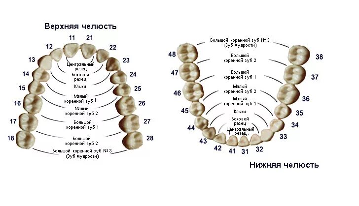 Зуб 1 8. Схема зубов человека с нумерацией стоматологии. Нумерация зубов человека в стоматологии схема у взрослых. Нумерация молочных зубов в стоматологии схема. Нумерация детских зубов в стоматологии схема.