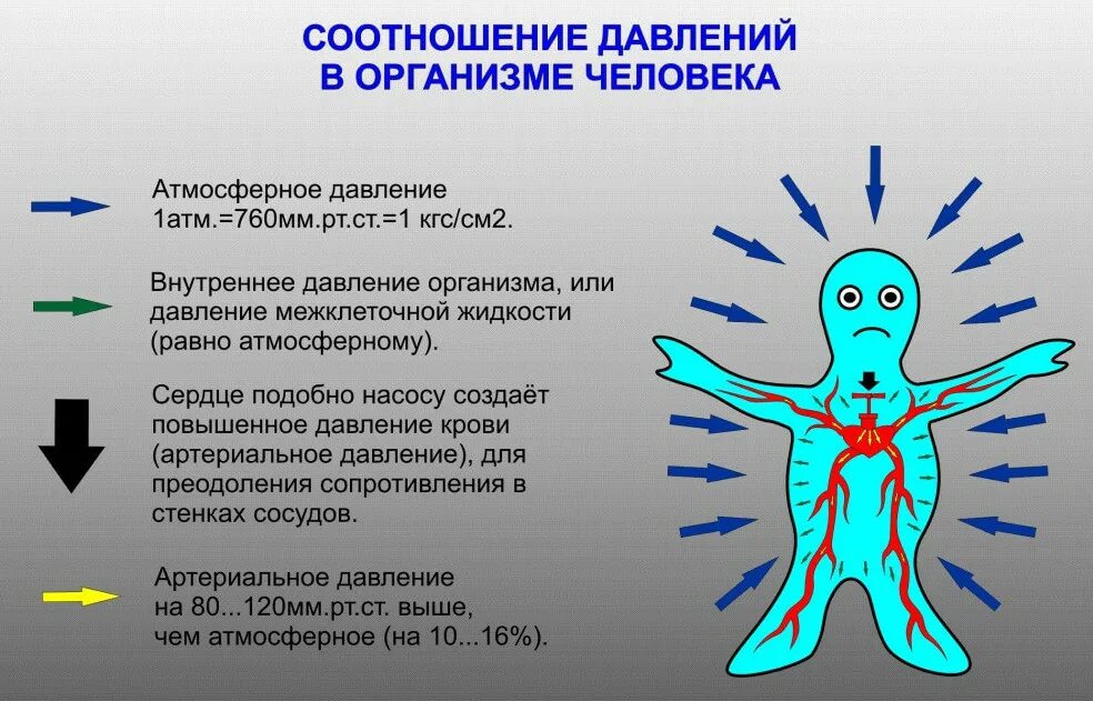 Влияние изменений атмосферного давления. Влияние атмосферного давления на организм. Влияние атмосферного давления на человека. Влияние давление воды на человека. Давление внутри человека.