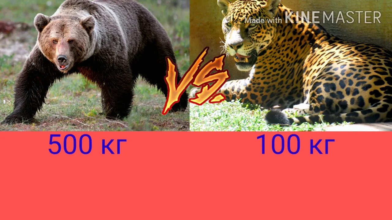 Кто сильнее Ягуар или медведь. Очковый медведь против ягуара. Кто сильнее тигр или Ягуар или Лев.