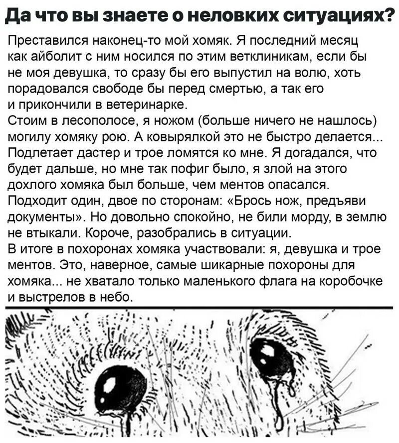 Хомяк выдает ошибку. Смешная история про хомяка.