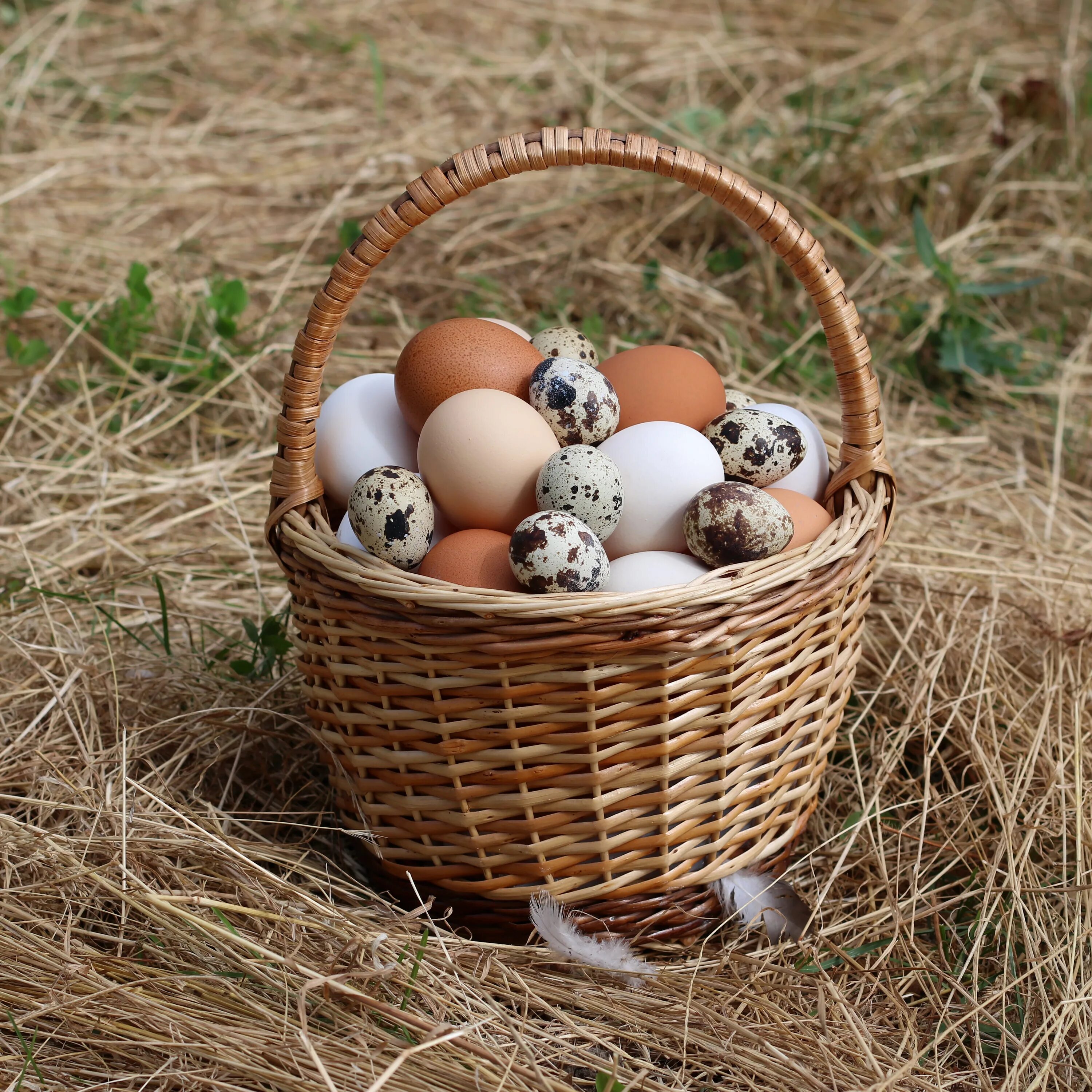 Корзинка с яйцами. Яйца куриные в корзинке. Куриные и перепелиные яйца. Корзина с яичками. All eggs in sols rng