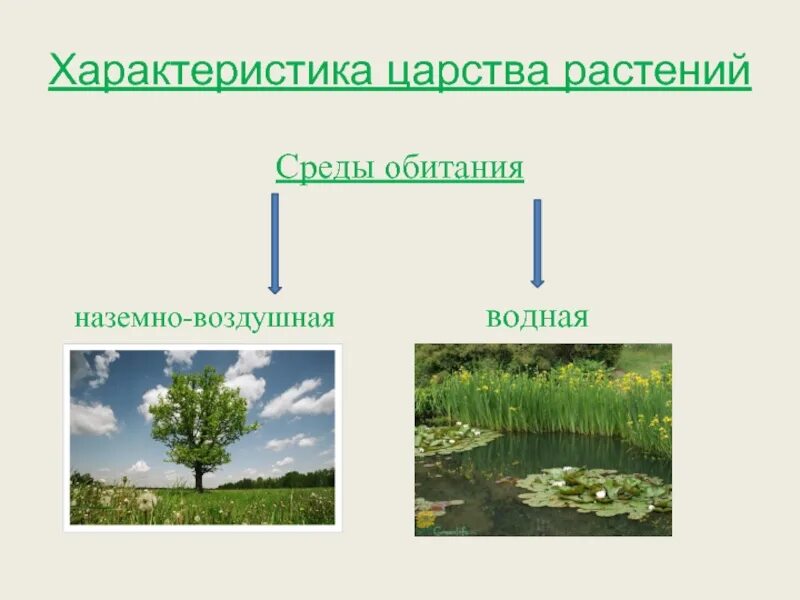 Среда обитания. Среда обитания растений. Растения наземно-воздушной среды. Царство растений.