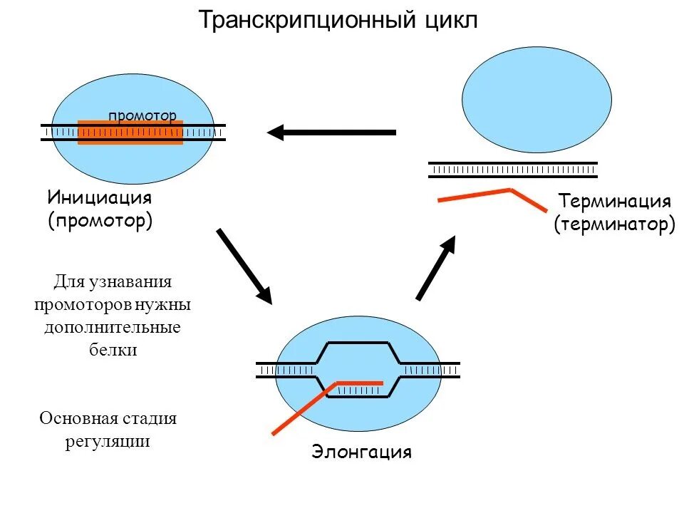 Терминация синтеза рнк. 6. Этапы синтеза РНК: инициация, элонгация, терминация. Биосинтез белка трансляция инициация элонгация терминация. Инициация элонгация терминация. Транскрипционный цикл.