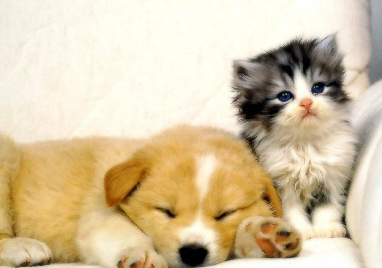 Киска друг. Милые собачки и кошечки. Маленькие котята и собачки. Милые кошки и собаки. Миленьких котят и щенят.