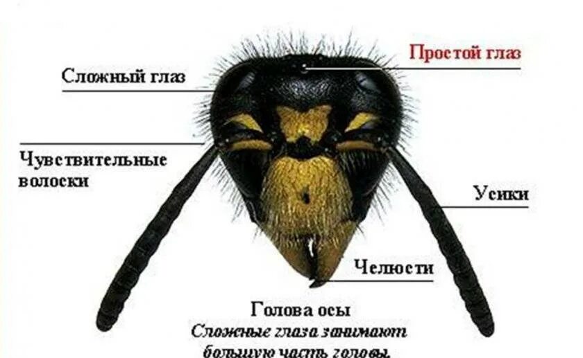 Внешнее строение медоносной пчелы. Органы чувств пчелы медоносной. Строение головы пчелы. Перепончатокрылые строение головы.