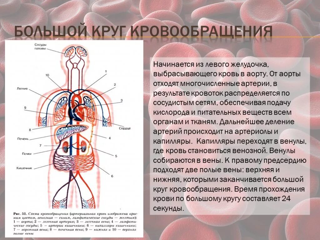 Направление движения крови вен. Схему движения крови в кругах кровообращения. Большой круг кровообращения ток крови от сердца. Сосуды большого круга кровообращения схема. Схема артерий большого круга кровообращения человека.