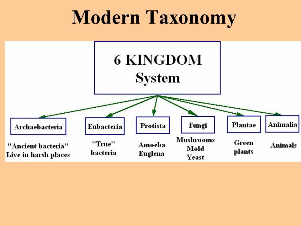 Таксономия. Таксономия Кирпатрика. Plant taxonomy. Taxonomy Kingdom.