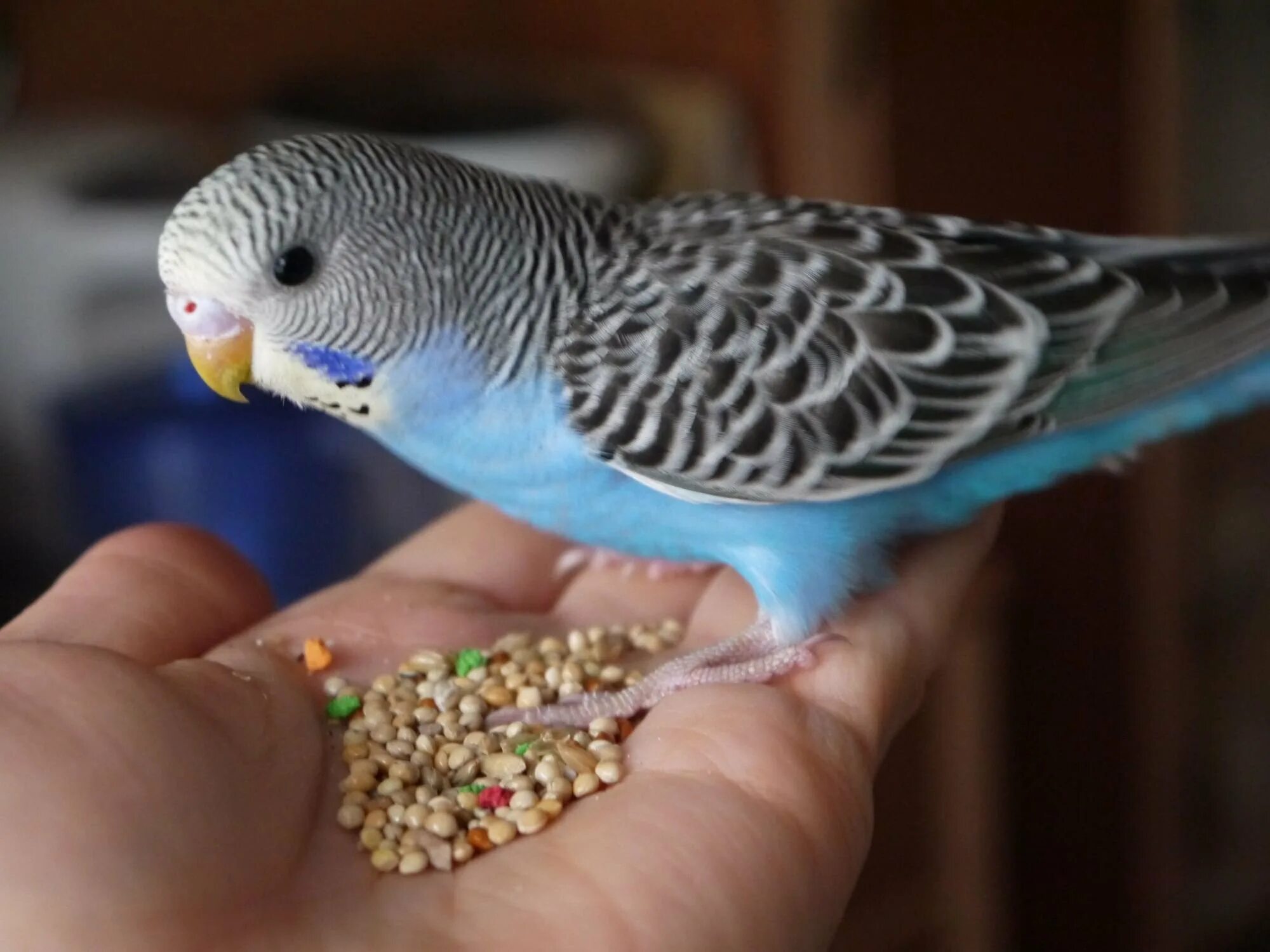 Попугайчики волнистые голубые девочки. Лазурный волнистый попугай. Голубой волнистый попугайчик самец. Синие попугаи девочки. Синие попугаи девочки.