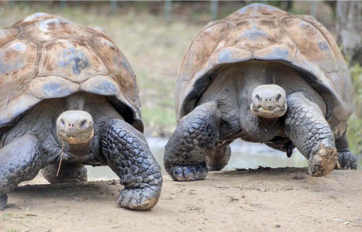 Галапагосская слоновая черепаха. Галапагосские острова черепахи. Гигантская черепаха (Testudo gigantea). Галапагосская черепаха дом. Череп галапагосской черепахи