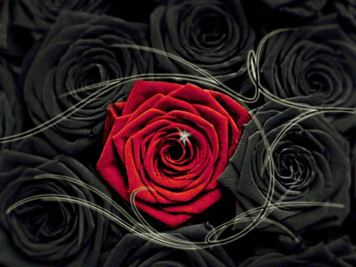 Черная розочка. Блэк ред Роуз. Красные розы. Темные розы.