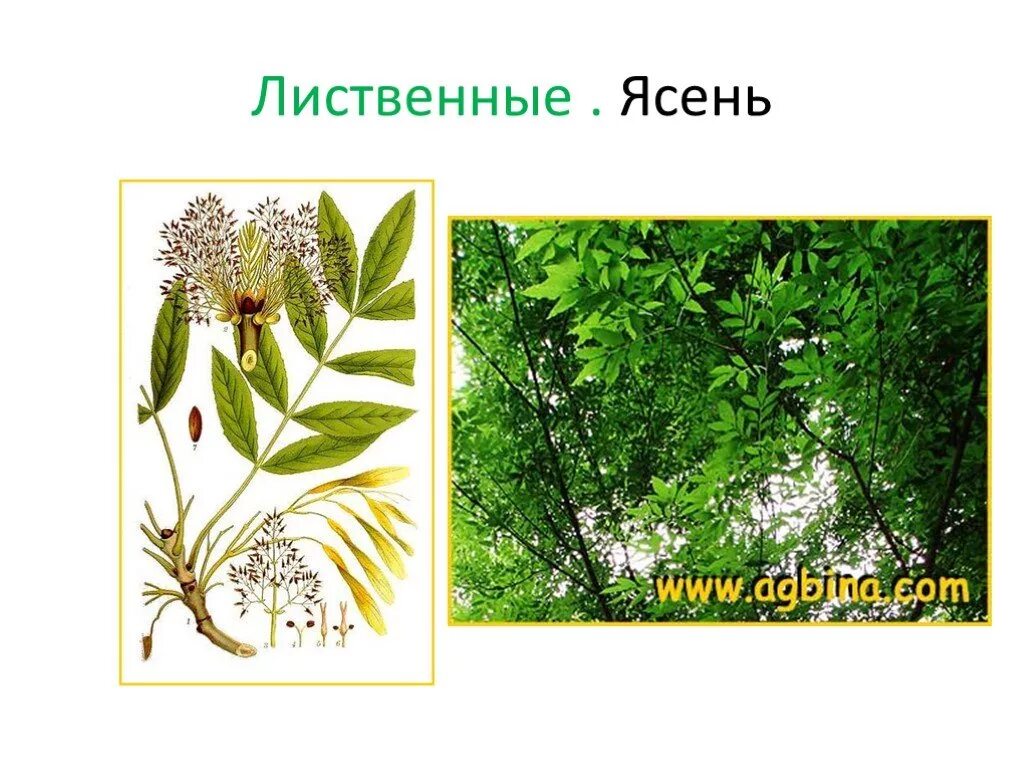 Ясень окружающий мир 2 класс. Ясень листья. ясень для детей. ясень листья и плоды. ясень дерево описание для детей.