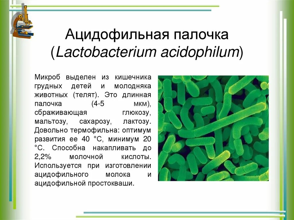 Молочнокислые бактерии при какой температуре. Палочки молочнокислого брожения. Молочнокислые бактерии что сбраживают. Бактерии брожения. Бактерии молочнокислого брожения.