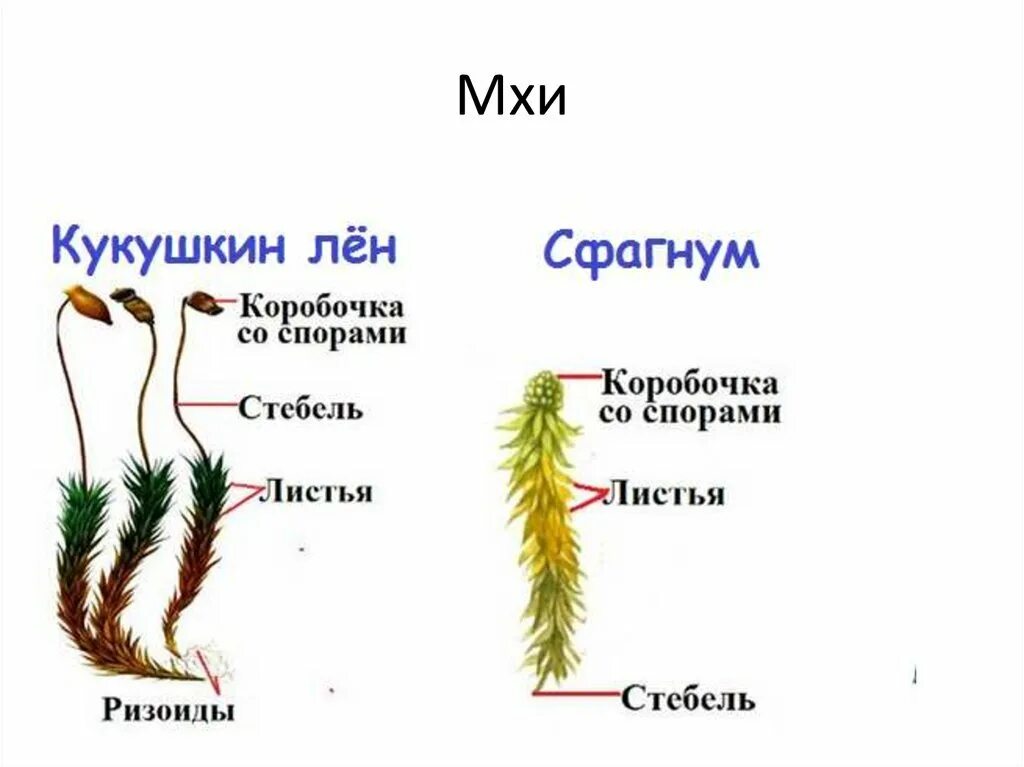 Водоросли имеют корни стебли листья. Мхи Кукушкин лен и сфагнум. Моховидные Кукушкин лен. Листостебельные мхи строение. Мох сфагнум строение.