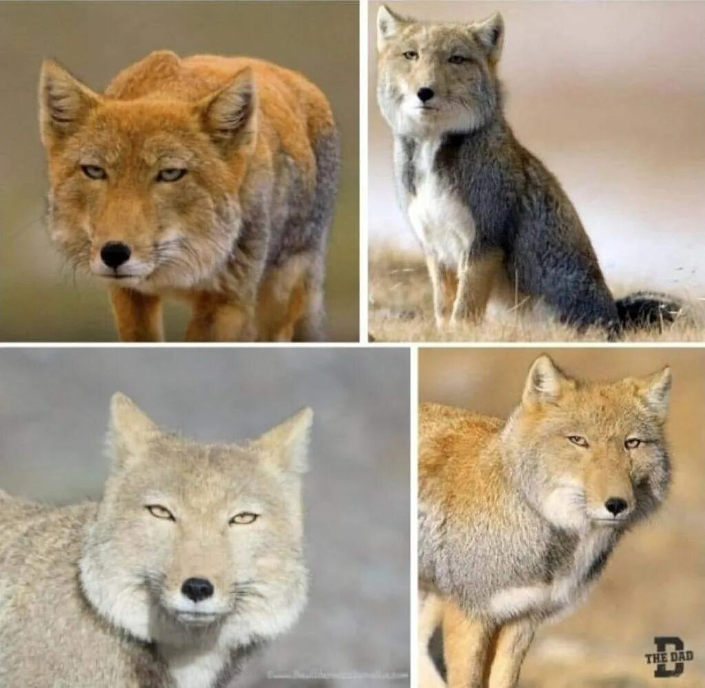 Hugs For All! on Tumblr - #foxes