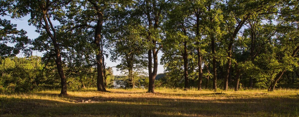Дубовая роща руссо. Дубовая роща городовиковск. Дубовая роща в дагестане. Дубовая роща вышивка крестом лукас. Дубы в коломенском.
