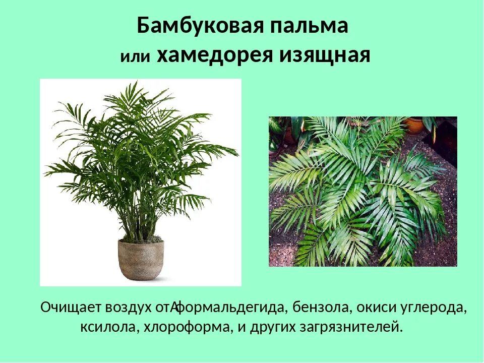 Хамедорея изящная: уход в домашних условиях. фото, особенности содержания