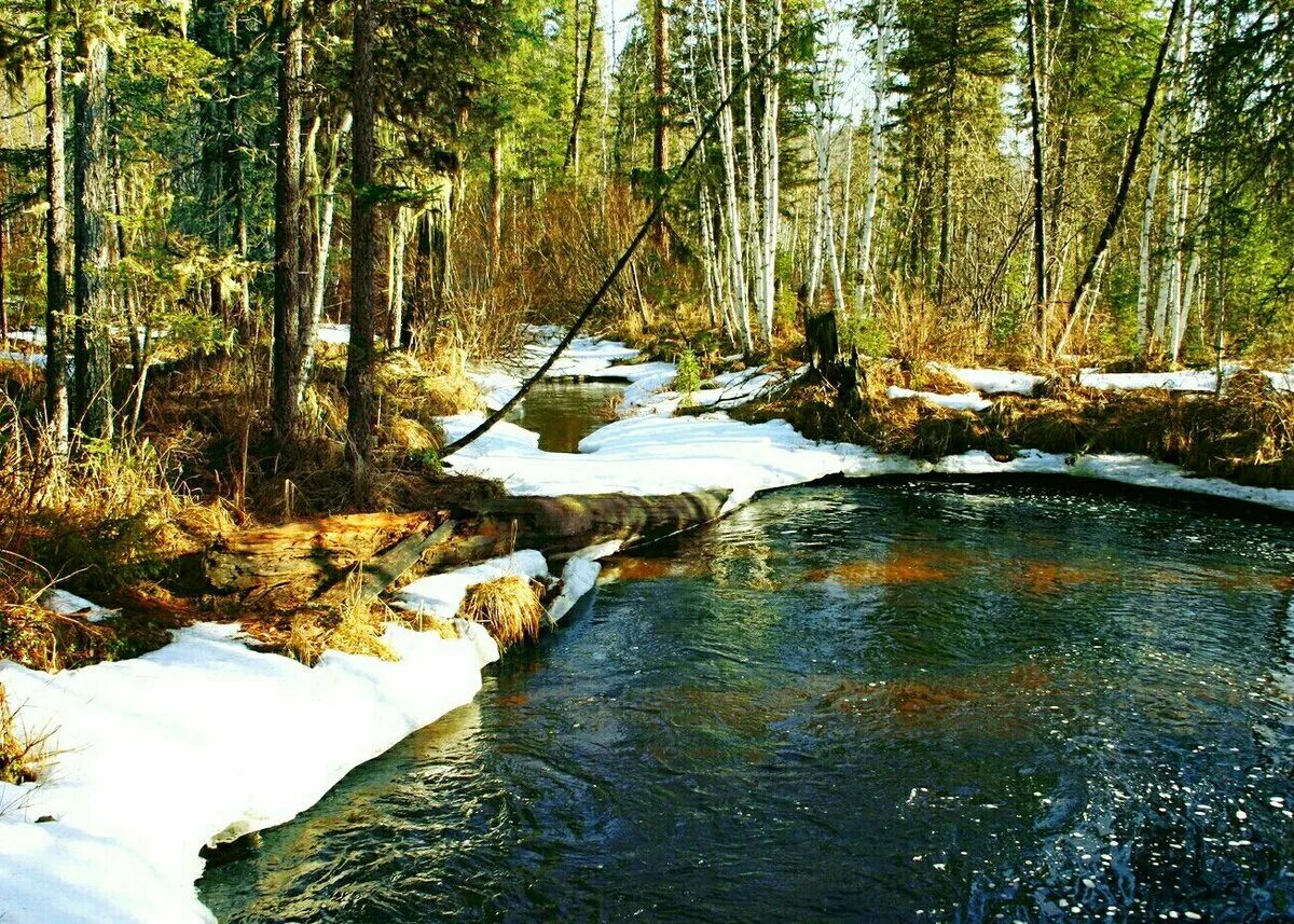 4 дня в тайге. Лес Тайга река Вильва. Тайга весной. Воды тайги.